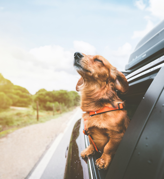 Vehicle loans 3.99 APR special June 206